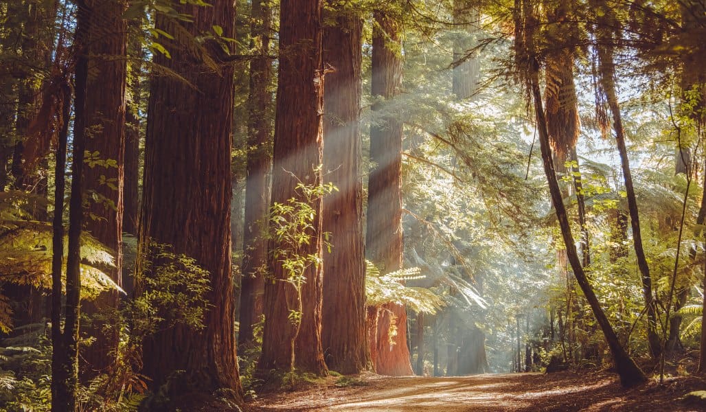 redwoods and dirt road in redwoods national park