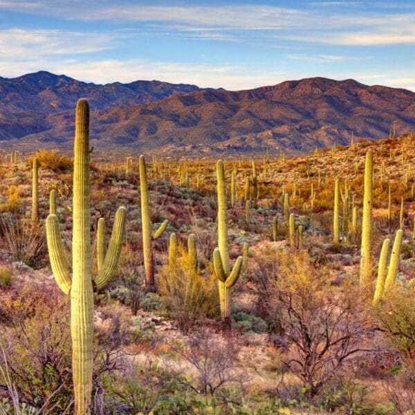 saguaro cactus in saguaro national park