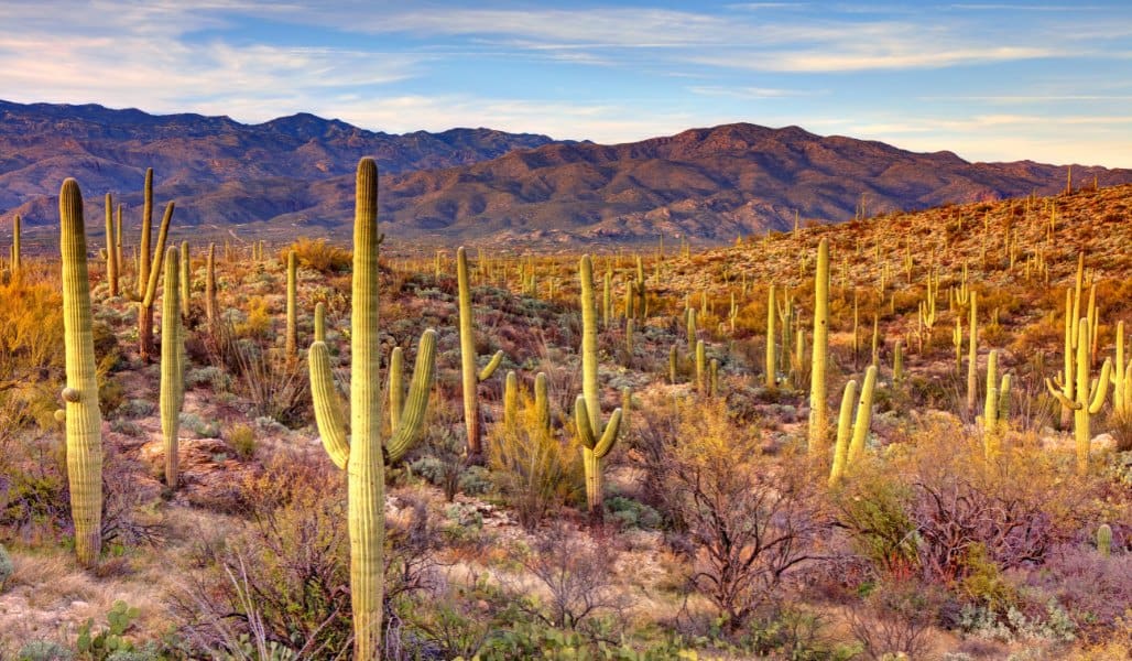 saguaro cactus in saguaro national park