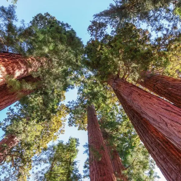 towering sequoia trees in sequoia national park