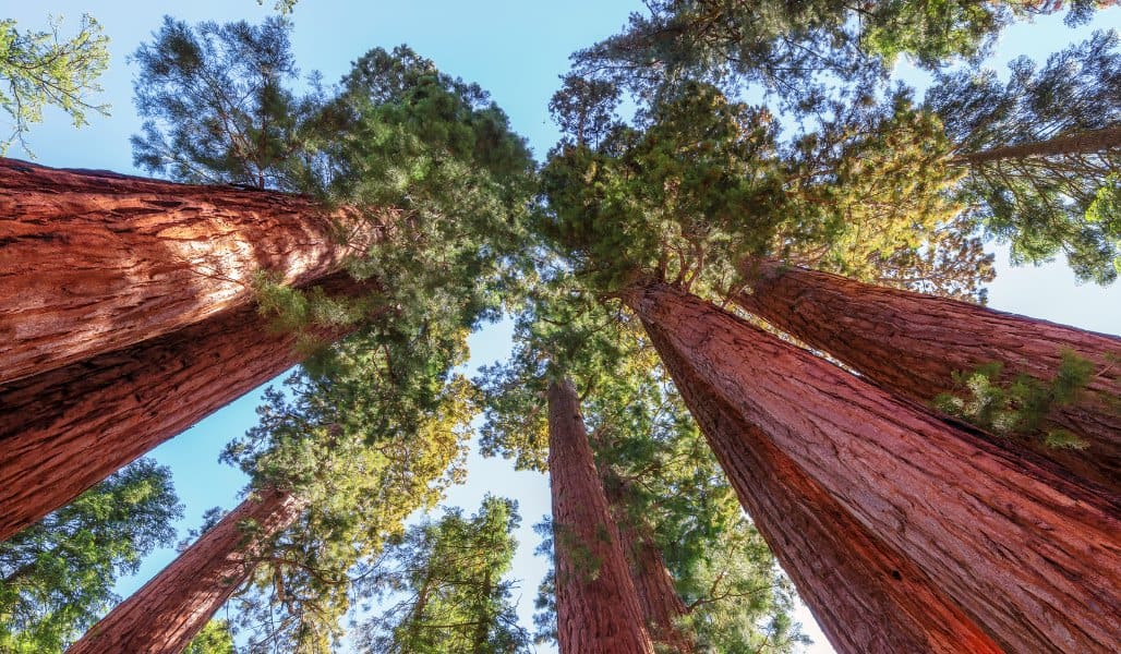 towering sequoia trees in sequoia national park