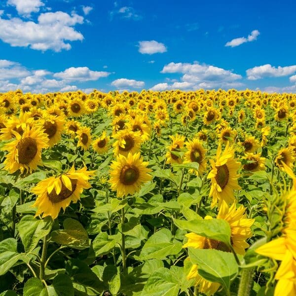 sunflower field in ukraine