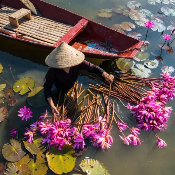 woman in vietnam with pink flowers and lily pads