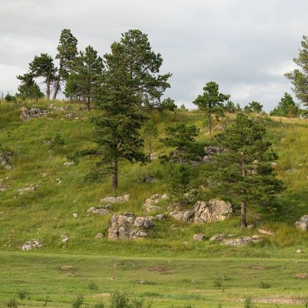 trees and grassland of wind cave national park