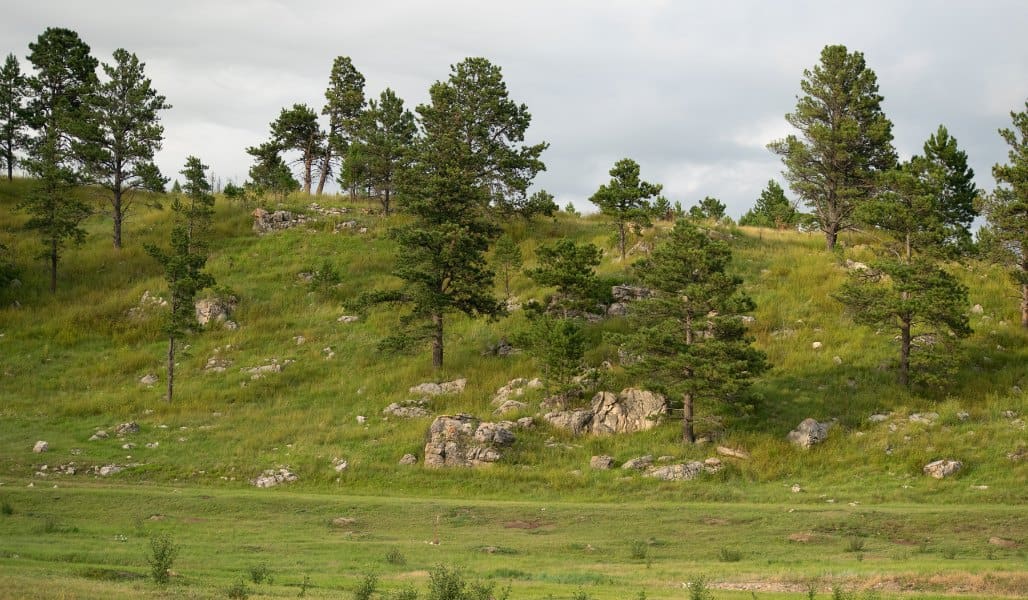 trees and grassland of wind cave national park