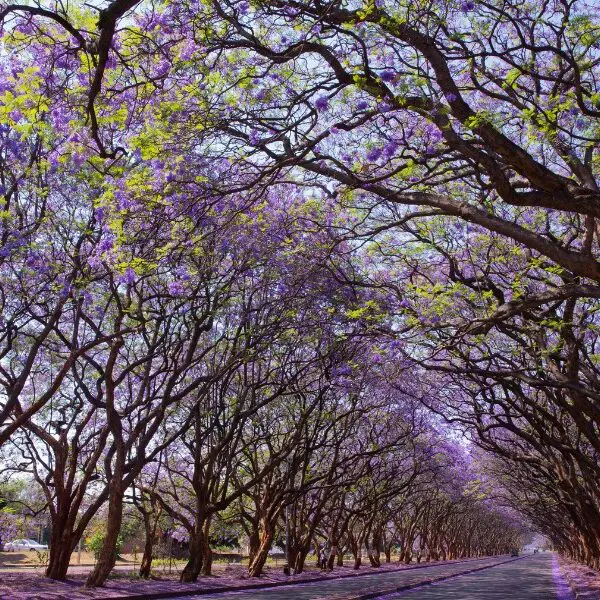 Jacaranda trees in zimbabwe