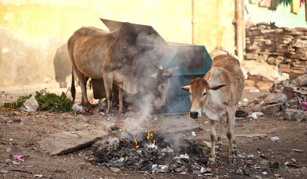 cow standing beside embers of a small fire in India