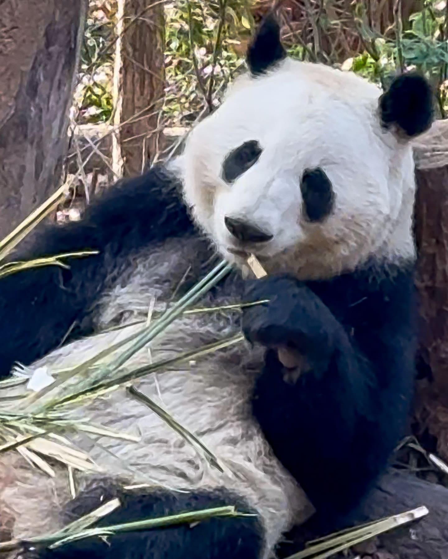 The reason we stopped in Chengdu was pretty black and white………and very, very cute. 🐼
The Chengdu Research Base of Giant Panda Breeding is an incredible facility that houses over 200 Giant Pandas and Red Pandas. This photo is the most famous resident here. She is a cutie and a social media star in China, named HuaHua. 
#pandas #huahua #chengdu #chinatravel